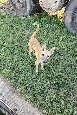 A tan-colored dog with large ears stands on a grassy area next to a large vehicle, possibly a truck, with its tires visible. The dog is looking at the camera and appears to be panting or licking its lips. There is some trash scattered on the grass behind the dog. The ground in the foreground appears to be a paved surface, possibly a road or sidewalk. The video is shot from a slightly elevated perspective, looking down at the dog.