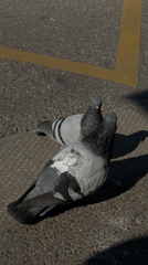 Pigeons court on pavement in Schiltigheim, France