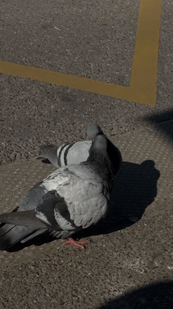 Pigeons court on pavement in Schiltigheim, France