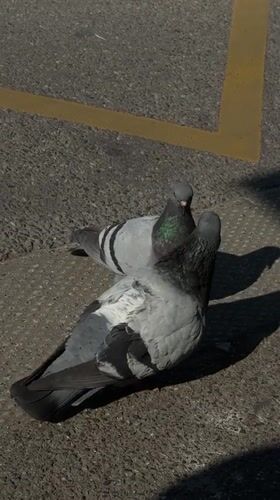 Pigeons court on pavement in Schiltigheim, France