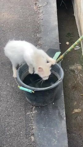 A white cat is drinking water from a black bucket. The cat is positioned on the left side of the bucket, with its head lowered into the water. The bucket is black and appears to be made of plastic. There is a green handle attached to the side of the bucket. Next to the bucket, there is a drainage ditch. The ground around the cat and the bucket is paved with asphalt. A bamboo pole with green tape is leaning against the side of the ditch. The overall environment appears to be outdoors.