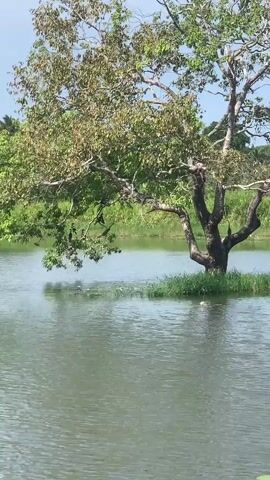A video shows a lone tree growing in the middle of a calm body of water. The tree has a thick trunk and branches that spread out, covered in green and brown leaves. There are several dark-colored birds perched on the branches of the tree. The water surrounding the tree is still, reflecting the sky and greenery. In the background, a lush green landscape can be seen, likely more trees and vegetation. The sky appears clear and blue, suggesting a sunny day. The water has some small ripples, possibly from the birds or a gentle breeze. There are a few white objects floating on the surface of the water, which could be leaves or other debris. The overall scene depicts a tranquil natural environment.