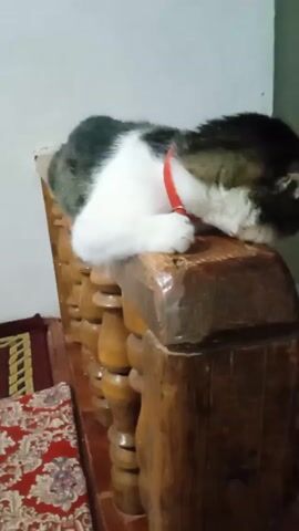 A white and black cat with a red collar is lying on top of a wooden chair back. The chair back has wooden spindles. A rug with a red and floral pattern is partially visible at the bottom left of the frame. The background is a plain white wall. The cat has its head down and appears to be resting.