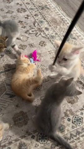This media file captures a playful scene of several young kittens on a patterned rug, likely indoors. The setting appears to be a home environment, with the soft lighting suggesting daytime. There are at least four kittens visible: two in shades of orange and tabby, and two in gray. They are actively engaged with toys, including a wand toy with a feather attachment and a smaller toy with pink and blue fluffy balls. One orange kitten is lying on its back, playfully batting at the toy. Another orange kitten is reaching for the wand toy. The gray kittens are also active, with one in motion in the foreground and another in the background. The overall mood is one of energetic and joyful kitten play. There is no visible text in the media file.