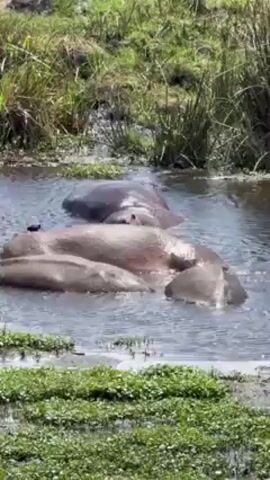 The scene shows a group of hippopotamuses lounging in a body of water, potentially a river or a pond. There are at least four hippos, and they appear to be mostly submerged. The environment consists of green vegetation surrounding the water. A small bird is perched on the back of one of the hippos. The water's surface is slightly rippled.