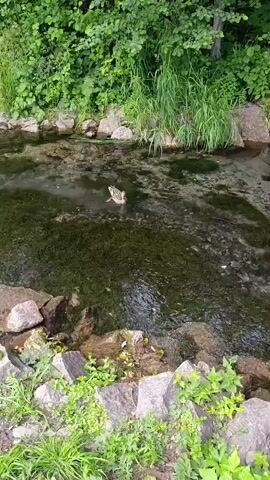 This media file shows a scenic view of a shallow, clear stream in a natural environment. The water flows over a rocky bed covered in green aquatic plants. On the banks of the stream, there are large, rough-hewn rocks and lush green vegetation, including tall grasses and dense bushes or trees. The overall impression is one of a peaceful, natural setting.

The primary subjects are two ducks. One duck is swimming in the middle of the stream, appearing to glide smoothly through the water. The second duck is closer to the bank, standing near the rocks and vegetation. Both ducks appear to be Mallards, with their characteristic mottled brown and white plumage.

The activity depicted is tranquil and naturalistic, focusing on the ducks interacting with their aquatic environment. The time of day appears to be daytime, likely morning or afternoon, given the brightness of the scene and the shadows. The weather seems pleasant, with ample sunlight illuminating the water and surrounding greenery.

The location cues, such as the specific type of vegetation and the rocky stream bed, are consistent with a natural habitat found in regions like Sdt Shcherbakovka, Russia. There are no discernible emotions conveyed as the focus is on the natural setting and the animals. No visible text is present in the media file.