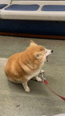 Shiba Inu spotted riding Moscow subway with owner