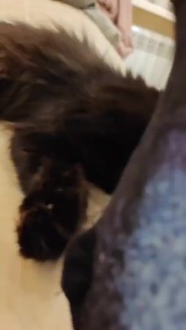 A long-haired black cat with green eyes is lying on its side on a beige quilted surface, likely a bed or sofa. The cat's head is tilted, and it appears to be looking at the camera with its mouth slightly open, revealing its teeth. Its front left paw is extended towards the camera. In the background, a radiator is visible, along with shelves holding various items, including yellow boxes. A white curtain is also present. The lighting suggests an indoor environment.