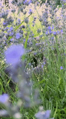Lavender and raspberries in bloom, Cahul countryside