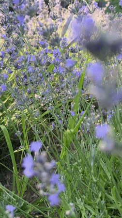 Lavender and raspberries in bloom, Cahul countryside