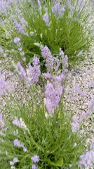 Roses and lavender in full bloom, Radisne garden