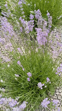 Roses and lavender in full bloom, Radisne garden