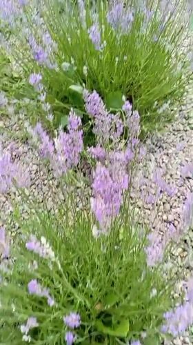 Roses and lavender in full bloom, Radisne garden