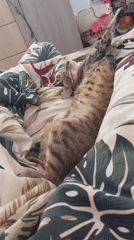 Tabby cat rests on patterned bedding in Shumen