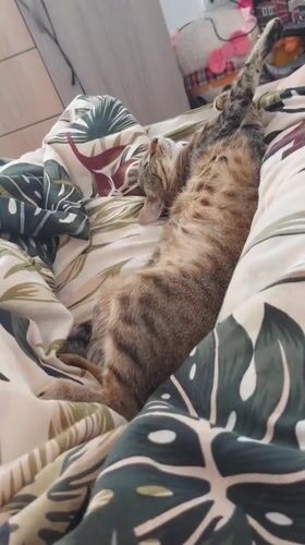 Tabby cat rests on patterned bedding in Shumen