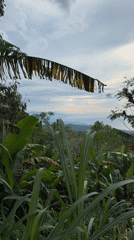 Scenic landscape documented in Sukasada, Indonesia with mountains and water