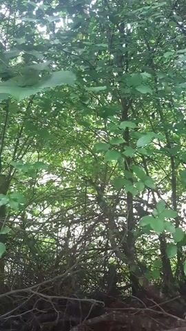 The video shows a close-up view of trees with green leaves. The branches of the trees are tangled and create a dense canopy. Sunlight filters through the leaves, creating a dappled light effect. The foreground is filled with fallen branches and twigs. The scene appears to be a forest or wooded area.