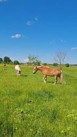 Two horses graze in a grassy field under a blue sky with scattered clouds. A brown horse with a dark mane walks toward the camera. In the background, a lighter-colored horse grazes, and another brown horse is visible further in the distance. The field is lush and green with small wildflowers. Trees are scattered across the landscape. The scene appears to be a peaceful, rural environment on a sunny day.