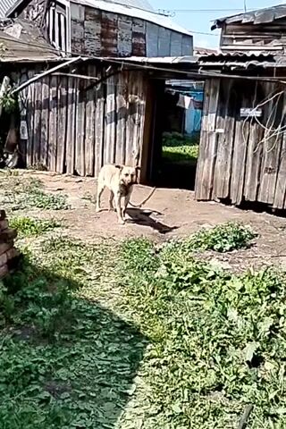 A medium-sized, tan-colored dog is on a leash in a yard in front of a wooden structure. The dog is standing and looking towards the camera. The yard is covered in dirt and weeds, and there is a pile of wood to the right of the structure. The sky is visible in the background, and it appears to be a sunny day.