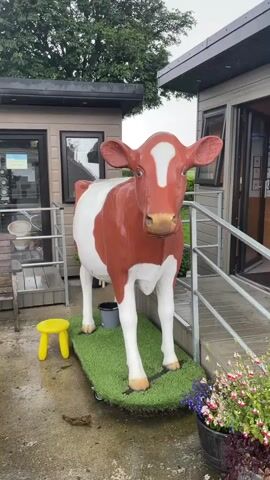 A life-sized, red and white cow statue stands on a green mat outside a small building. The cow is facing forward, with its head slightly tilted. To the left of the cow is a small yellow stool. Behind the cow is a building with a door and a window. There is a ramp leading up to the door. To the right of the cow is a potted plant with pink and purple flowers. The ground is wet, suggesting it has recently rained. The sky is overcast, indicating cloudy weather. The scene appears to be in a rural or farm setting, possibly a farm shop or tourist attraction. There is no visible text in the frame.