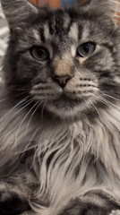 Maine Coon cat life and outdoor details in Izmail, Ukraine