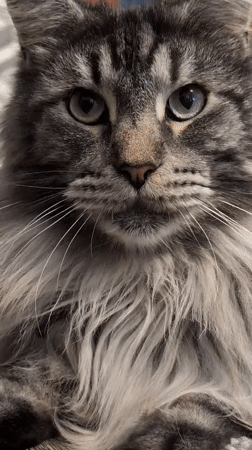 Maine Coon cat life and outdoor details in Izmail, Ukraine