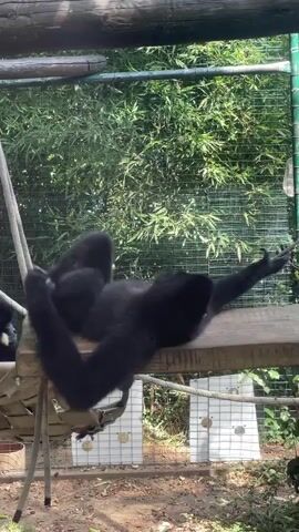 A black gibbon is lying on a wooden beam in an enclosure with a mesh fence in the background. The gibbon is on its back with its arms and legs outstretched. The gibbon has a white patch on its rear. The gibbon shifts its position on the beam, rolling onto its side and then back onto its back. The gibbon appears to be resting or playing in the enclosure.