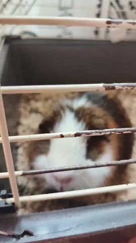 A close-up shot of a guinea pig's face peeking through cage bars. The guinea pig has brown, white, and orange fur and is looking directly at the camera. The cage appears to be made of metal bars and contains bedding material. The lighting is somewhat dim, and the image is slightly out of focus.