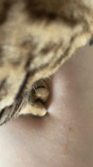 Bengal kitten at home in Rzhev, curious and interactive
