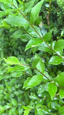 The video shows a close-up of green leaves on several plant branches, covered in visible raindrops. The leaves are vibrant and appear to have just experienced or are currently experiencing rain. The background is blurred, showing more green foliage. The sound of gentle rain falling can be heard throughout the video. The scene takes place in Sint Maartensvlotbrug, Netherlands.