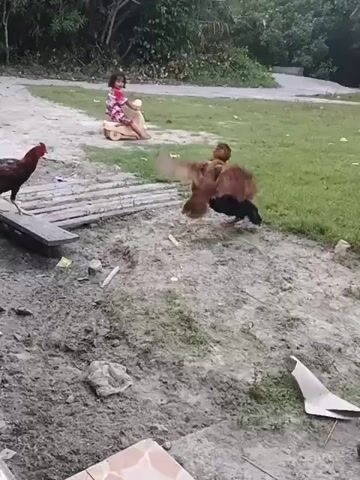 A child is riding a toy motorcycle on a grassy area. Three chickens are in the foreground. One chicken is black, one is brown and black, and the third is brown. The ground is dirt and some debris. There are some wooden planks on the ground. In the background, there are trees and foliage.