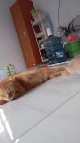 Here is a description of the video:

The video features an orange adult cat lying on a white tile floor, seemingly asleep, while a smaller, light orange kitten approaches it. The kitten sniffs at the adult cat's face. In the background, there's a brown wooden cabinet, a white shelf unit holding various items, and a large water bottle labeled "AQUA". There's also some green and white items visible, along with other household objects. The lighting appears to be from a window, causing reflections on the tile floor.