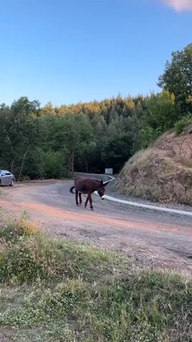 A brown donkey walks across a dirt road in a rural area. The road curves to the left in the foreground and is lined with grass and wildflowers. In the background, there is a wooded hillside with green trees. The sky is blue with a few clouds. A white car is parked on the left side of the road in the distance. The donkey is facing left and is walking away from the camera. Its head is down.