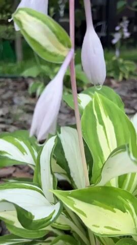 The video shows a close-up view of a hosta plant with variegated green and white leaves. The plant has several pale purple, bell-shaped flowers on a tall stem. Water droplets are visible on the leaves and flowers. The background is blurred but appears to be a garden setting with mulch, grass, and other plants, as well as a dark fence or building. The camera slowly zooms out, revealing more of the garden and other hosta plants in the distance.