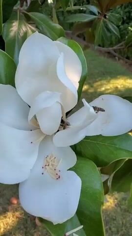 The video shows a close-up of a white magnolia flower with green leaves. There are two bees visible. One bee is actively foraging inside the flower, and the other bee is flying near the flower. The background is slightly blurred, showing green grass and some fallen leaves. The lighting suggests it is daytime, possibly late afternoon due to the shadows and warm tones. The camera remains mostly stationary, with slight subtle movements.