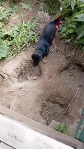 A small black and tan dog is in a dirt area with green foliage around it. The dog is facing the camera and appears to be panting with its tongue out. A red toy is behind the dog. The dog moves its head from side to side. The dog then looks down and sniffs the ground. The dog then lifts its head and looks at the camera again.