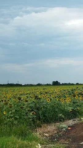 A vast field of sunflowers stretches across the landscape under a cloudy sky. The sunflowers are predominantly yellow with dark centers, and their large green leaves create a dense carpet of foliage. In the distance, a line of trees marks the horizon, with a few utility poles interspersed among them. The foreground shows a patch of tall green grass and some dry brush, suggesting the edge of the field or a roadside. The overall impression is one of natural beauty and agricultural expanse.