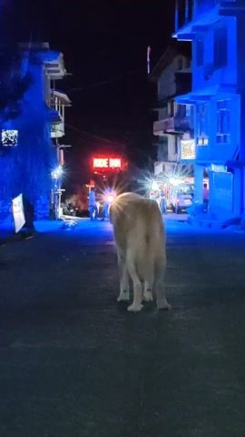 A dog walks down a street at night. Buildings with blue lights line the street. A sign that says "RIDE INN" is visible. A person on a motorcycle is in the background.