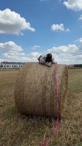 The video shows a dog on top of a round hay bale in a field. The dog is brown and white, and it is lying down on the hay bale. A pink leash is attached to the dog's collar and trails down the side of the hay bale. The sky is blue with white clouds. In the background, there are some houses and trees. The dog rolls over and sits up on the hay bale.