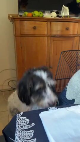 A dog approaches a person. The dog is medium-sized with short, white and black hair. It stands near a table. The dog looks at the person sitting at the table. The person wears blue jeans and a white sweater. The dog wags its tail. Behind the dog and person is a black wire chair. A wooden cabinet is behind the chair. Oranges, apples, and a tissue box are on top of the cabinet. A blue tablecloth with white designs covers the table. White papers rest on the tablecloth. The room appears to be indoors.