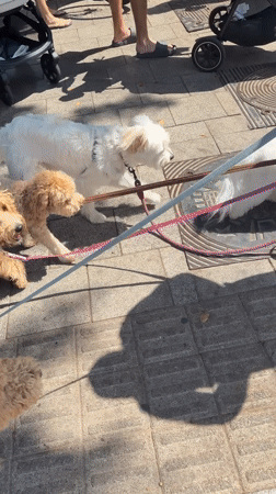 Dogs out for a morning walk near an active Tel Aviv construction site