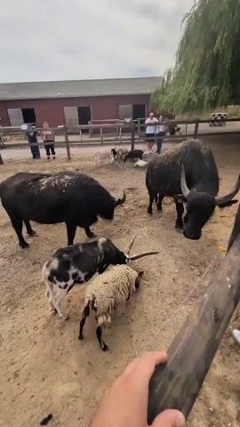 The video shows an outdoor enclosure with several farm animals. In the foreground, a black and white spotted animal, possibly a goat, is near a sheep with a curly, light-colored fleece. Both are facing away from the camera. Two large black animals, which appear to be water buffaloes, are also in the enclosure. One buffalo is facing left, while the other is facing towards the right side of the frame, with its head lowered. In the background, there are several smaller animals, including what appear to be a few sheep and some darker, possibly goat-like animals. A rustic wooden fence encloses the animals. Beyond the fence, there is a red building with several doors and windows, and a large green tree with drooping branches. Several people are standing behind the fence, observing the animals. The ground of the enclosure is covered in dry dirt and sand. A hand with a visible fingernail is visible in the lower right corner of the frame, holding a yellow object which is likely food being offered to the animals. The sky is overcast.