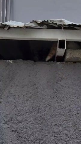A cat with dark fur and a light-colored tail peers out from under a metal overhang. The cat is mostly hidden in shadow, with only its eyes and tail visible. The background is a textured gray wall. The scene appears to be outdoors.