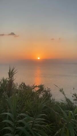 This video shows a sunset over the ocean. The sun is a bright orange orb low on the horizon, casting a shimmering reflection on the water. In the foreground, lush green vegetation obscures the bottom portion of the frame. The sky is a gradient of orange, pink, and pale blue. There are a few wispy clouds in the sky. A small dark object, possibly a bird or an insect, flies across the sky near the sun. Another faint dark object, possibly a boat, is visible on the water. The overall mood is serene and natural.