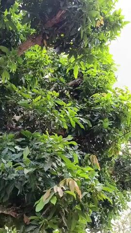 The video pans upwards, showing the dense green foliage of a large tree. The camera angle is looking up into the branches and leaves. In the background, glimpses of other trees and vegetation can be seen, along with what appears to be a structure with a roofline on the right side of the frame. The overall environment suggests an outdoor setting with abundant plant life.