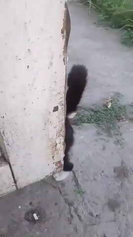 The video shows a black cat with white paws emerging from behind a weathered, light-colored structure. The cat is on a concrete surface with some dry leaves and green vegetation visible in the background. The cat looks down and then walks out from behind the structure.