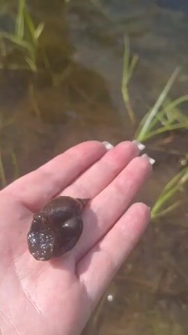 A hand holds a snail in the water. The snail is dark brown and appears to be retracted into its shell. The water is murky and there is green vegetation growing in it. The hand is light-skinned with white nail polish. The video is very short and the snail does not move.