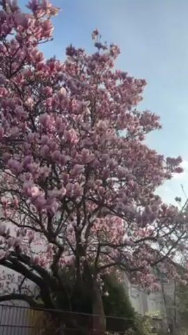 The video shows a magnolia tree in full bloom, with pink flowers covering its branches. The tree is silhouetted against a bright blue sky with a few scattered clouds. The sun shines from the right, casting light on the flowers. A fence is visible at the bottom of the frame, with some green shrubs behind it.