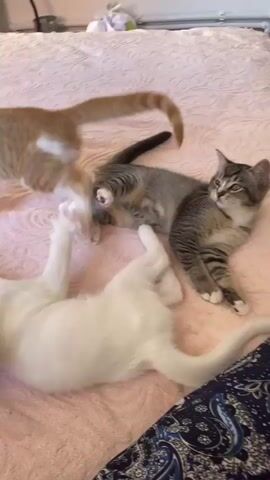 In this media file, three kittens are playing on a bed with a pink textured comforter. One kitten is white, another is orange and white, and the third is grey tabby. A hand enters the frame, dangling a small orange toy, possibly a ribbon or a piece of fabric. The white kitten leaps towards the toy, batting at it with its paws. The orange and white kitten watches from the background, and the grey tabby kitten is lying on its back, also looking towards the toy. The kittens appear energetic and playful, engrossed in their game. The setting is indoors, likely a bedroom, given the presence of the bed and a radiator visible in the background. The lighting suggests it could be daytime. There are no visible text elements in the media file. The scene captures a moment of joyful kitten playtime.