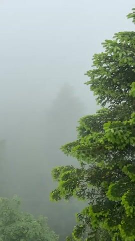 This is a vertical video clip showing a misty forest scene. The foreground is dominated by the vibrant green branches of a conifer tree, its needles sharp and defined. To the left and lower down, other foliage is visible, a darker green and softer in texture, suggesting a dense undergrowth.

The background is heavily obscured by thick fog, creating a soft, hazy effect. Several trees are visible as indistinct shapes emerging from the mist. One prominent conifer stands out in the middle ground, its form softened by the fog. The overall impression is one of a damp, cool, and serene natural environment.

The weather is clearly foggy and overcast, with no direct sunlight visible. The time of day is indeterminate due to the lack of clear lighting cues, but the diffused light suggests it could be morning or late afternoon. The lush greenery implies a location with ample moisture, consistent with a forest setting. There are no people or distinct objects in the scene, focusing entirely on the natural landscape. The atmosphere evokes a sense of quiet solitude and perhaps a touch of mystery due to the limited visibility.

There is no visible text in the video clip. The location is identified as Dzirovani, Georgia.